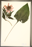 Echinacea purpurea RCPGdnHerbarium (102).JPG
